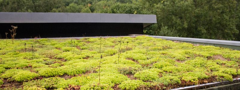 Flachdach begrünt